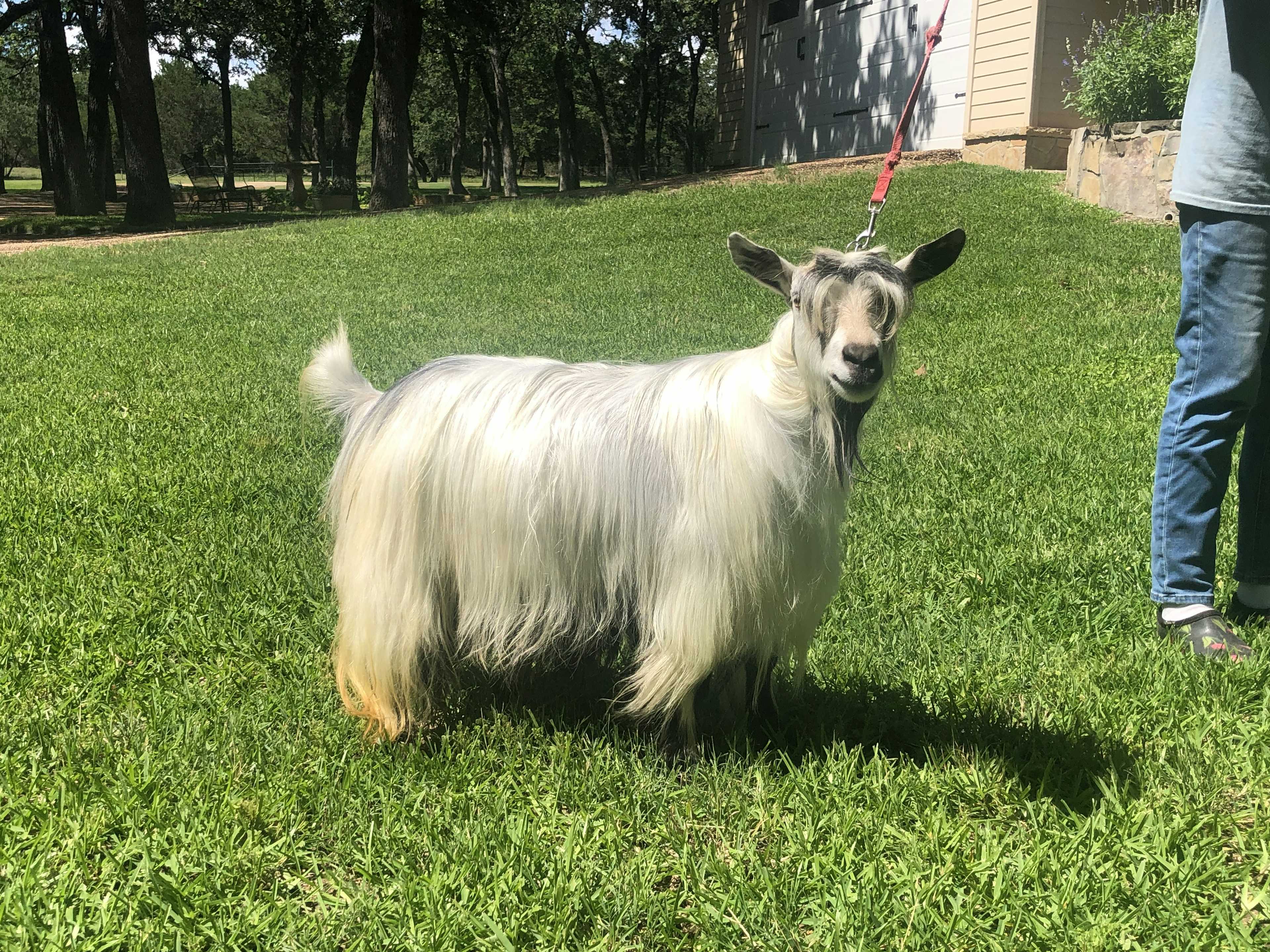 Bluebonnet Acres Matador x Hootnanny Acres Randee