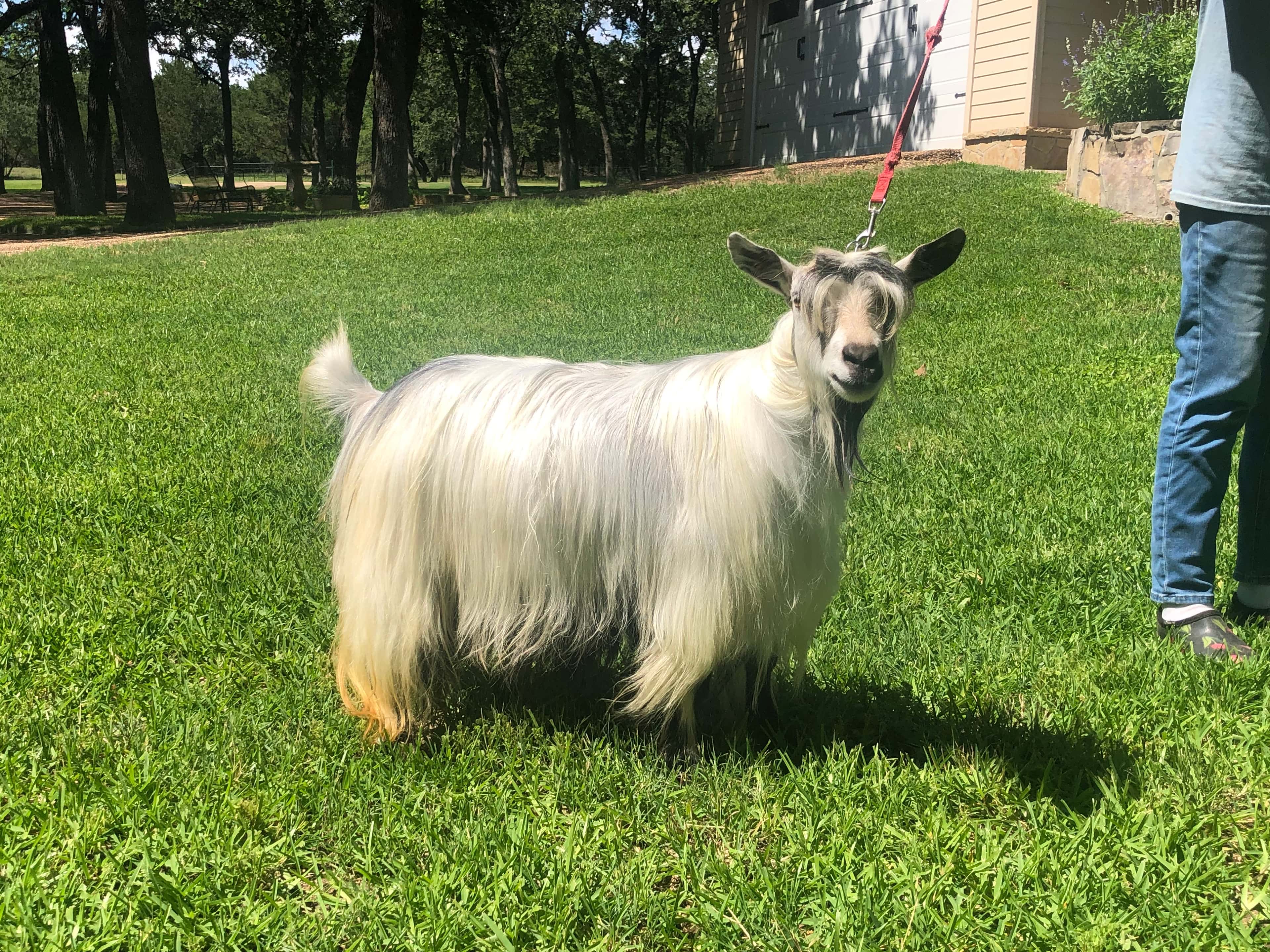 MCH Bluebonnet Acres Mojito x Hootnanny Acres Randee