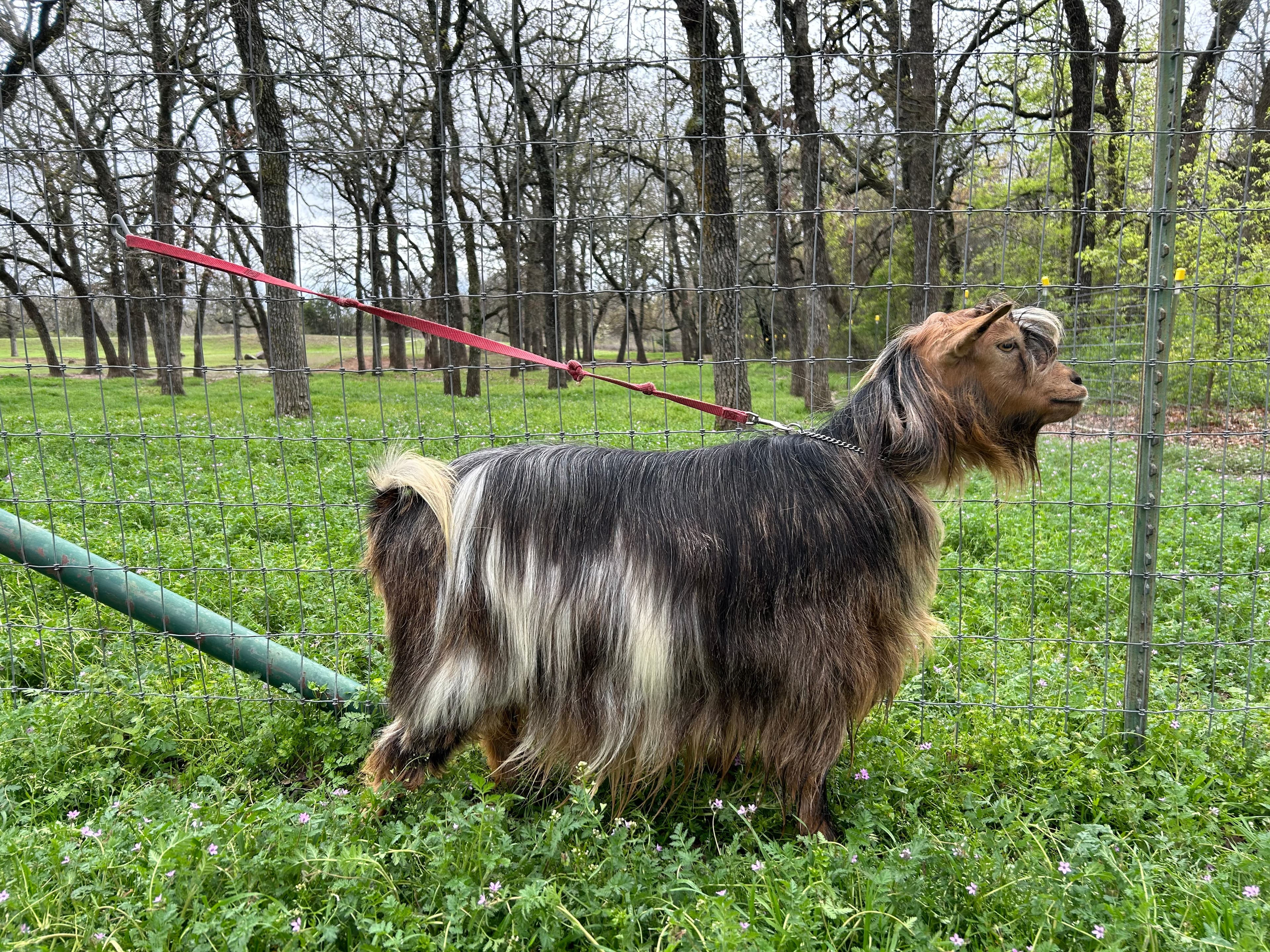 MCH Bluebonnet Acres Mojito x Randolph's Nutmeg