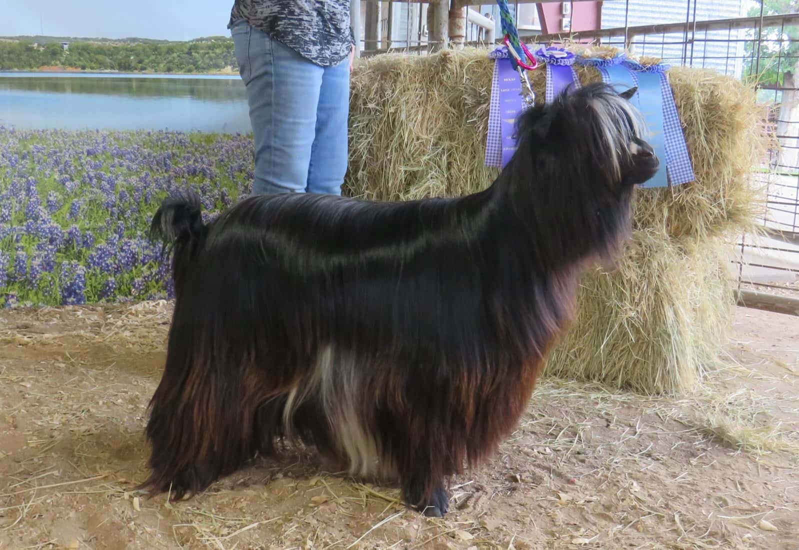 Mini Silky Fainting Goats, Oklahoma